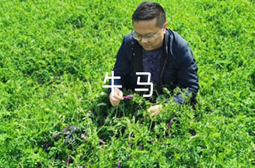 东北牛马语录3篇