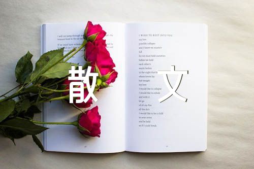 玫瑰花的散文4OO字(锦集5篇)